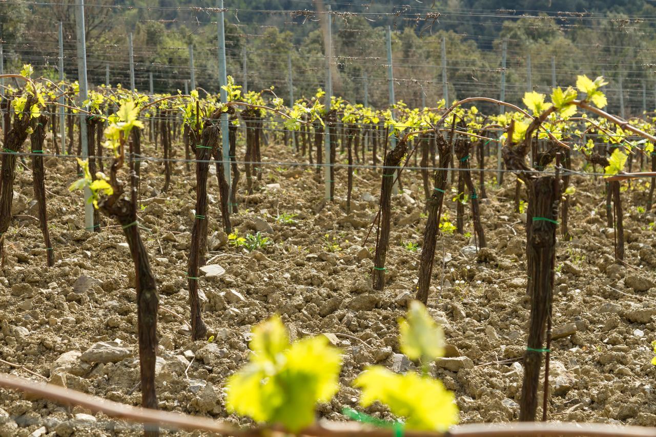 Agriturismo Piemaggino 卡斯特利纳－因基安蒂 外观 照片
