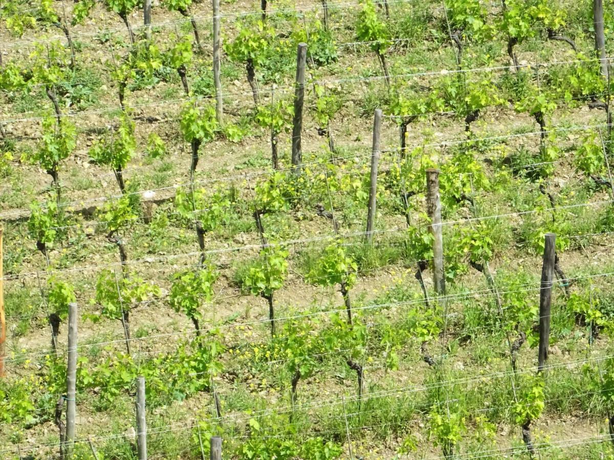Agriturismo Piemaggino 卡斯特利纳－因基安蒂 外观 照片